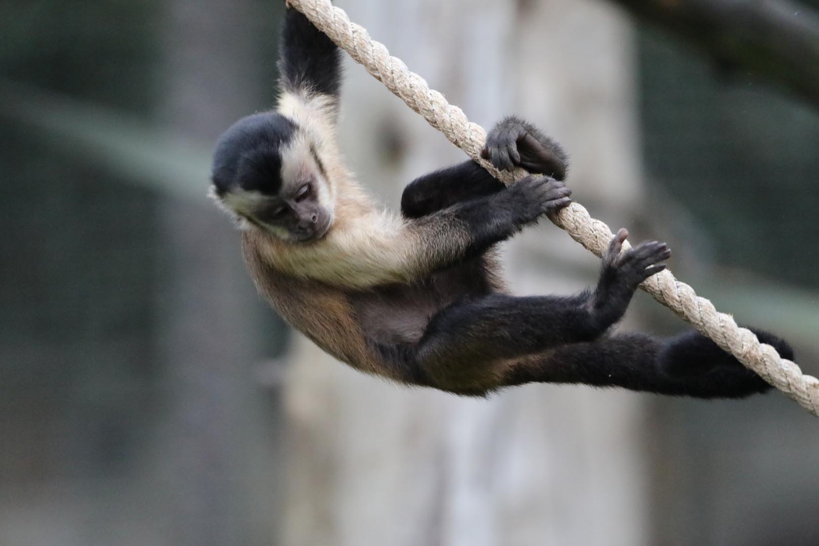 Brown capuchins looking at the camera (eye-contact) and hanging off a rope playing IMAGE: Amy Middleton (2022)